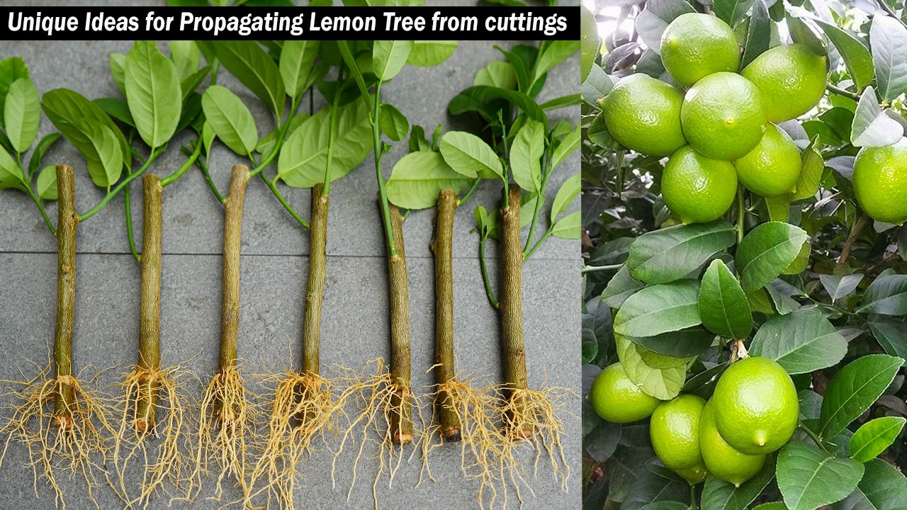 Unique ideas for propagating lemon tree from cuttings using papaya pulp