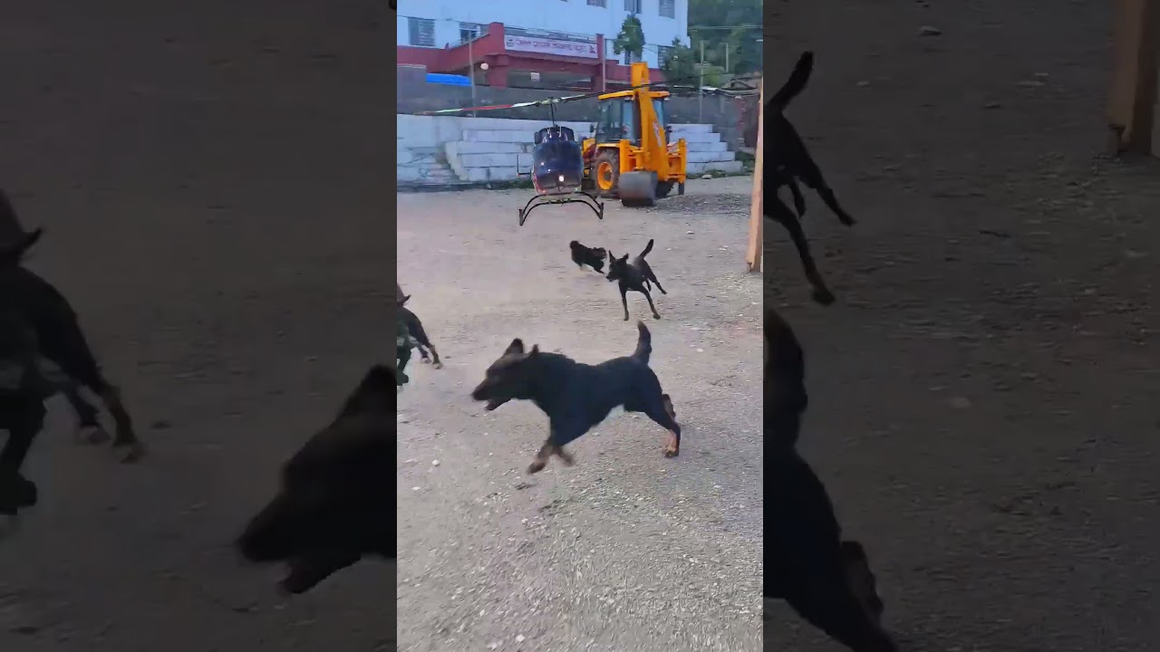 Dogs n Heli#ideas #kpkokurakani #trending #automobile #travel