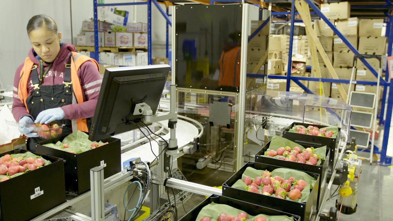Machine Learning: Using Algorithms to Sort Fruit