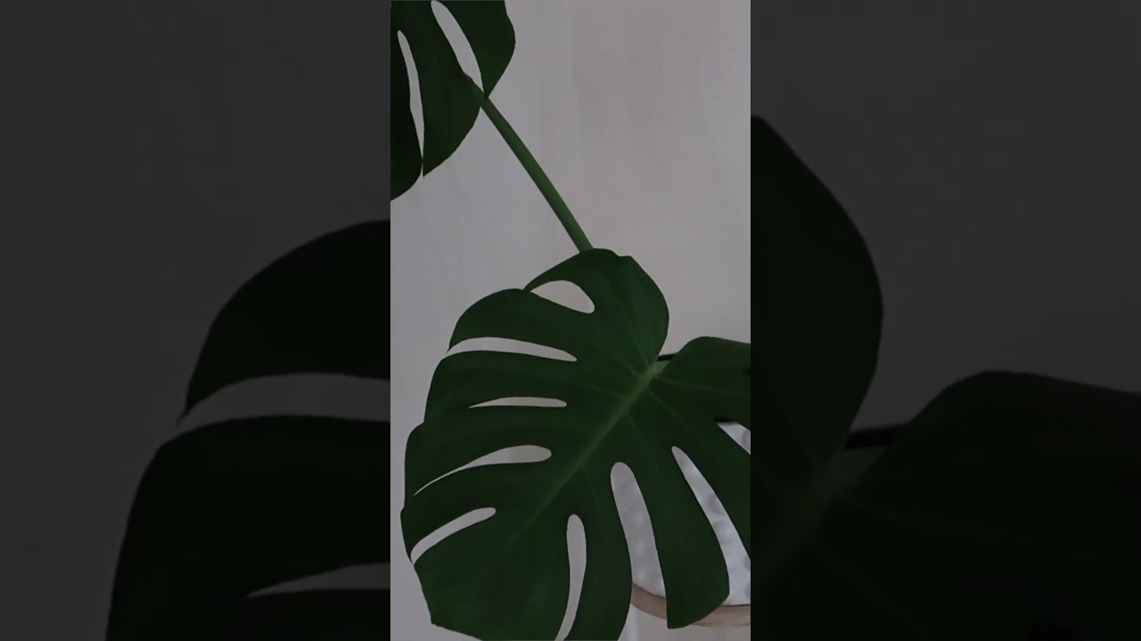 How I use the new generative AI features on Adobe photoshop!