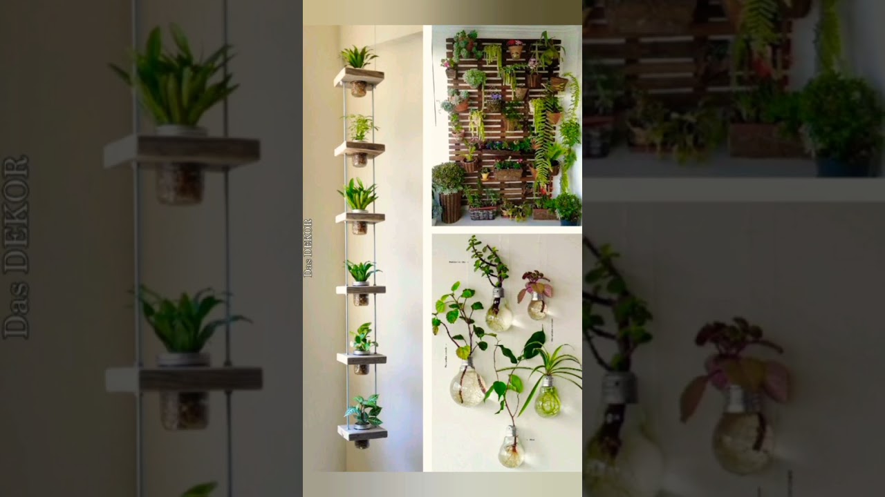 Best unique indoor plants decoration / ideas || plant for purifying Air || no need sunlight #plants