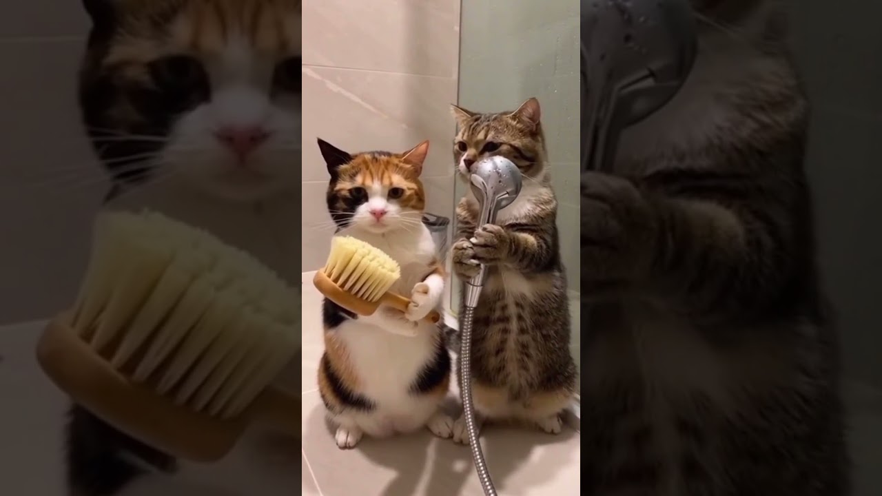 Two friendly cat singers！（Made with generative AI）シャワー室で2匹の猫が共演