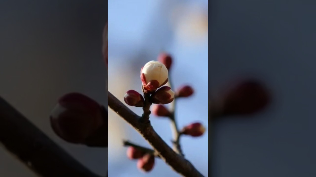 🌸Even the harsh cold couldn’t stop spring! by gemini & grok🌸 #aivideo #generativeai #healing