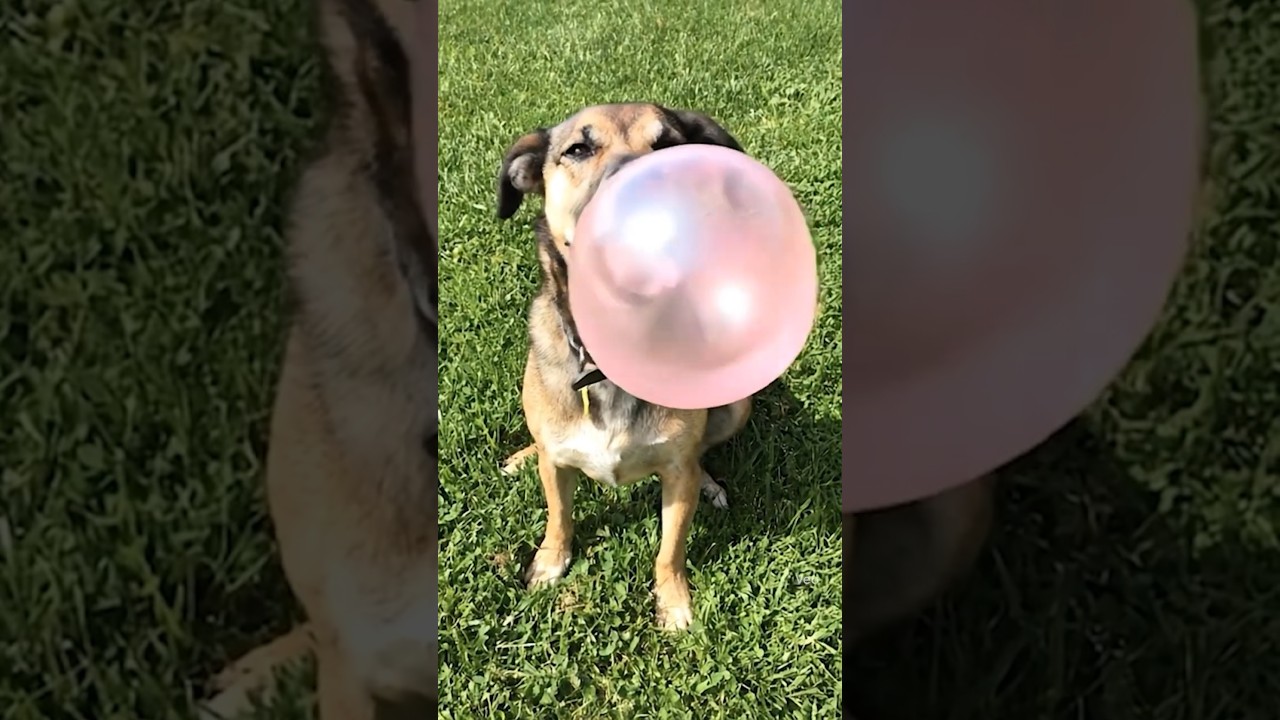 Teach your old pics new tricks ✨With #Veo3 in Gemini, we turned a photo of this good boy into videos